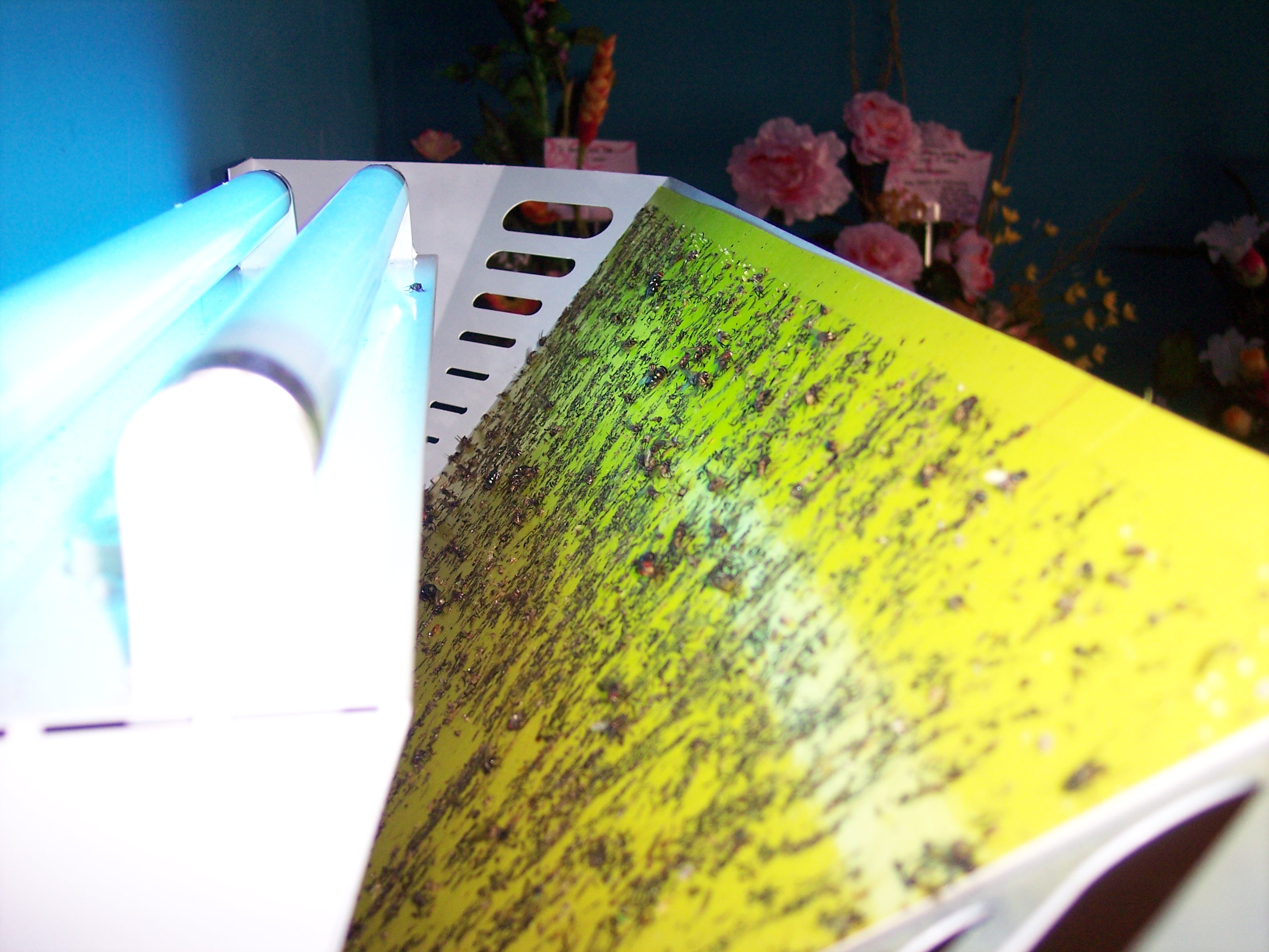 luralite-pro-catchrate-6