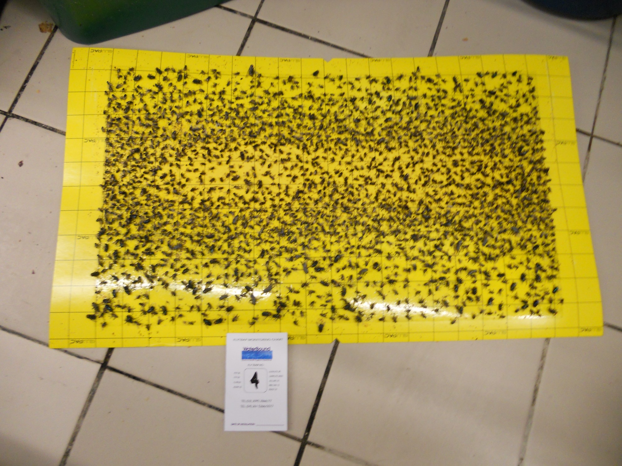 flytrap-80-catchrate-4