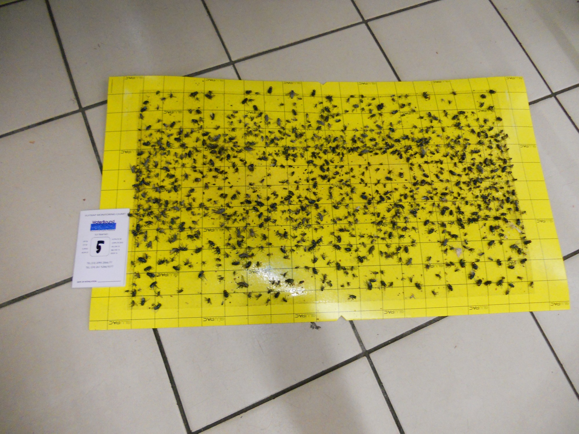 flytrap-80-catchrate-5