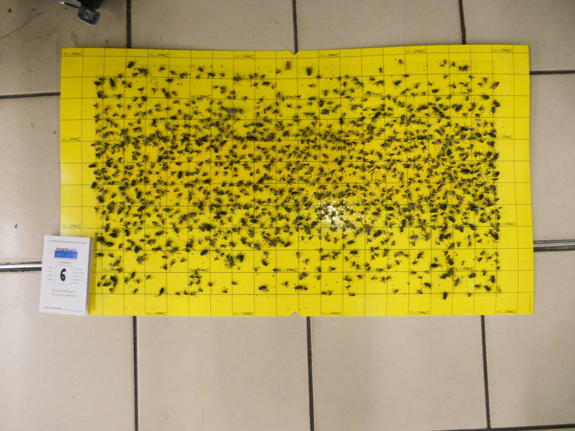 flytrap-80-catchrate-6