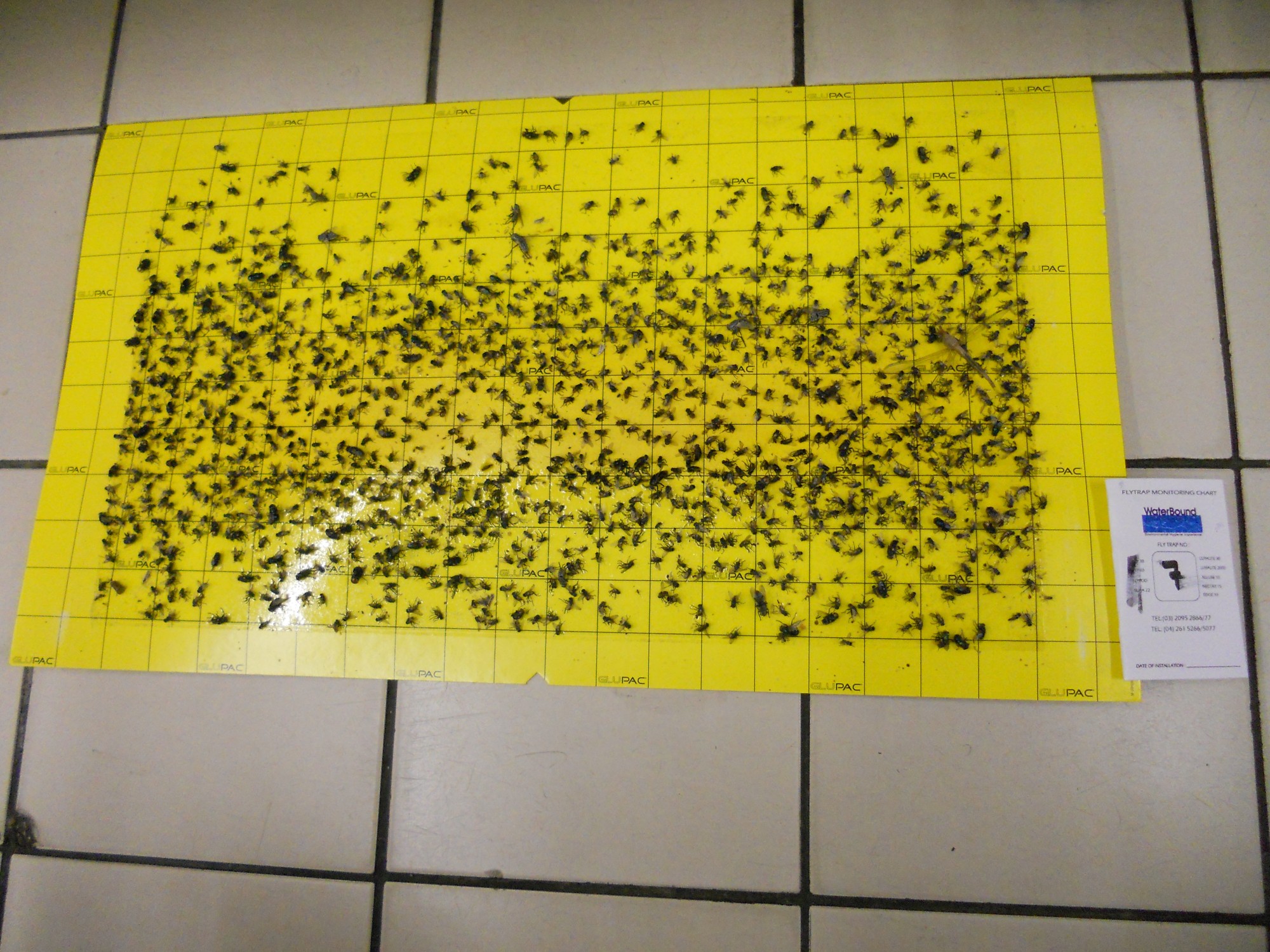 flytrap-80-catchrate-7