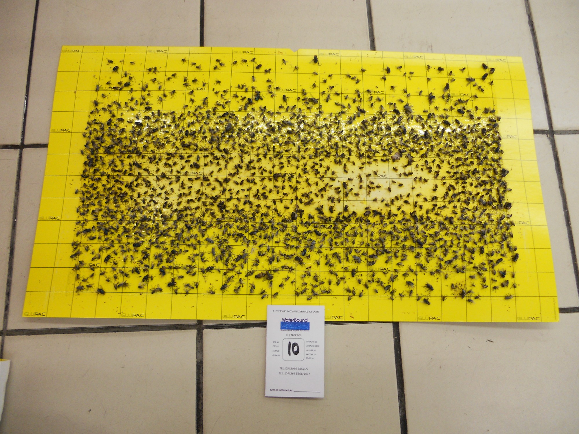 flytrap-80-catchrate-8