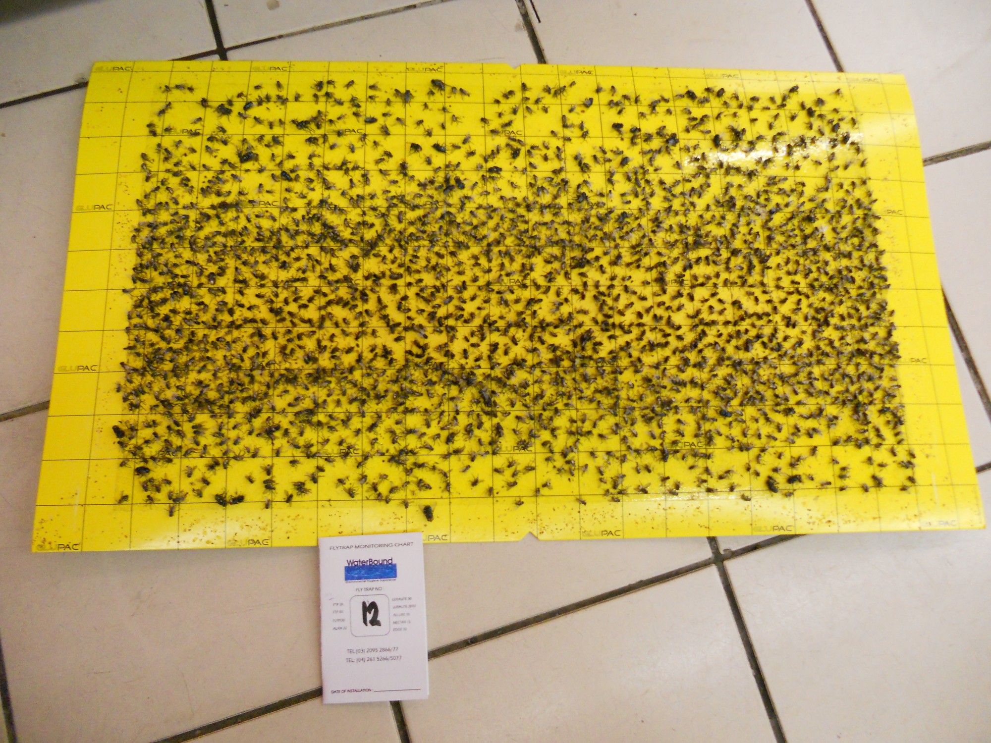 flytrap-80-catchrate-9