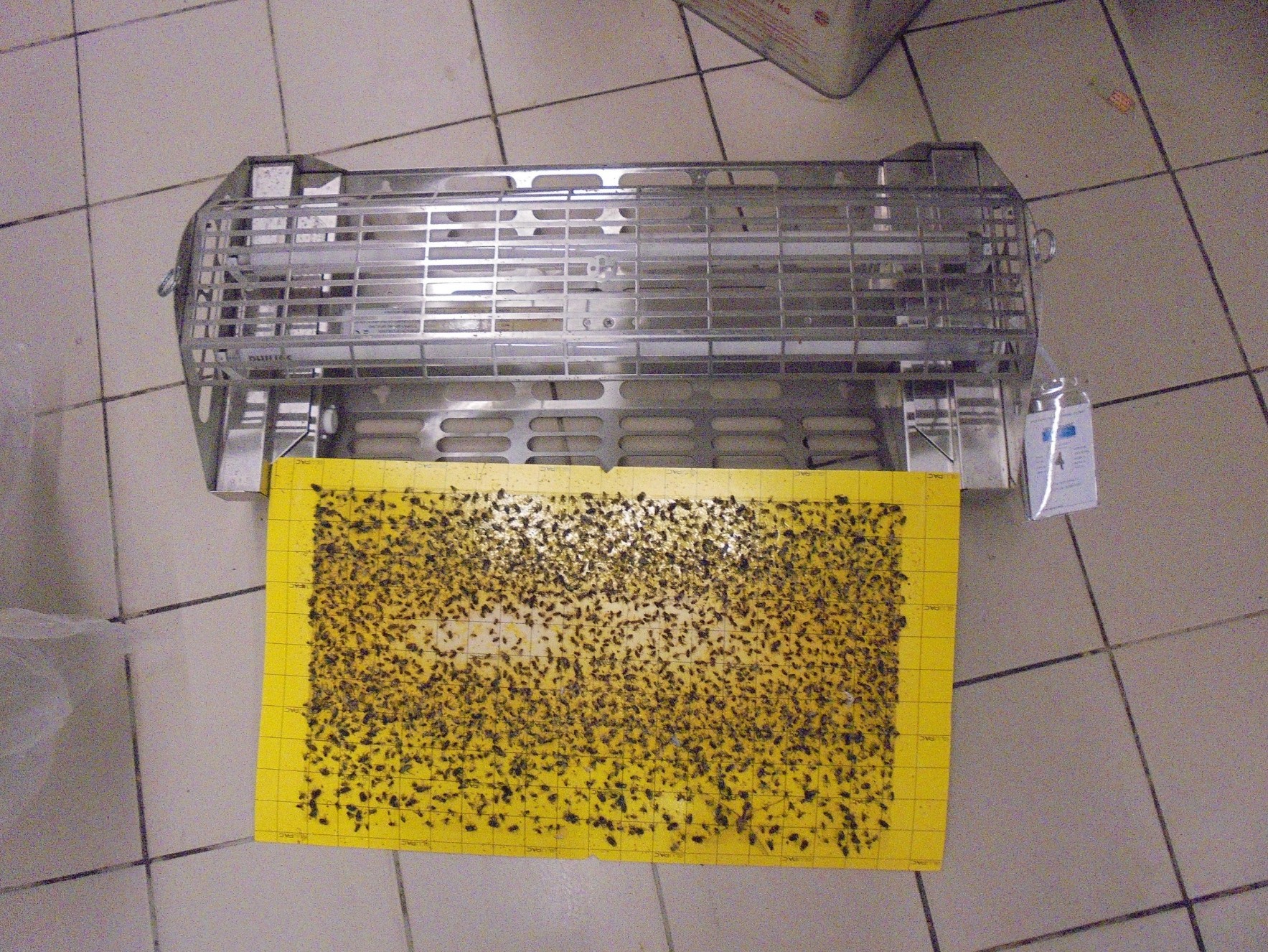 flytrap-80-catchrate-3