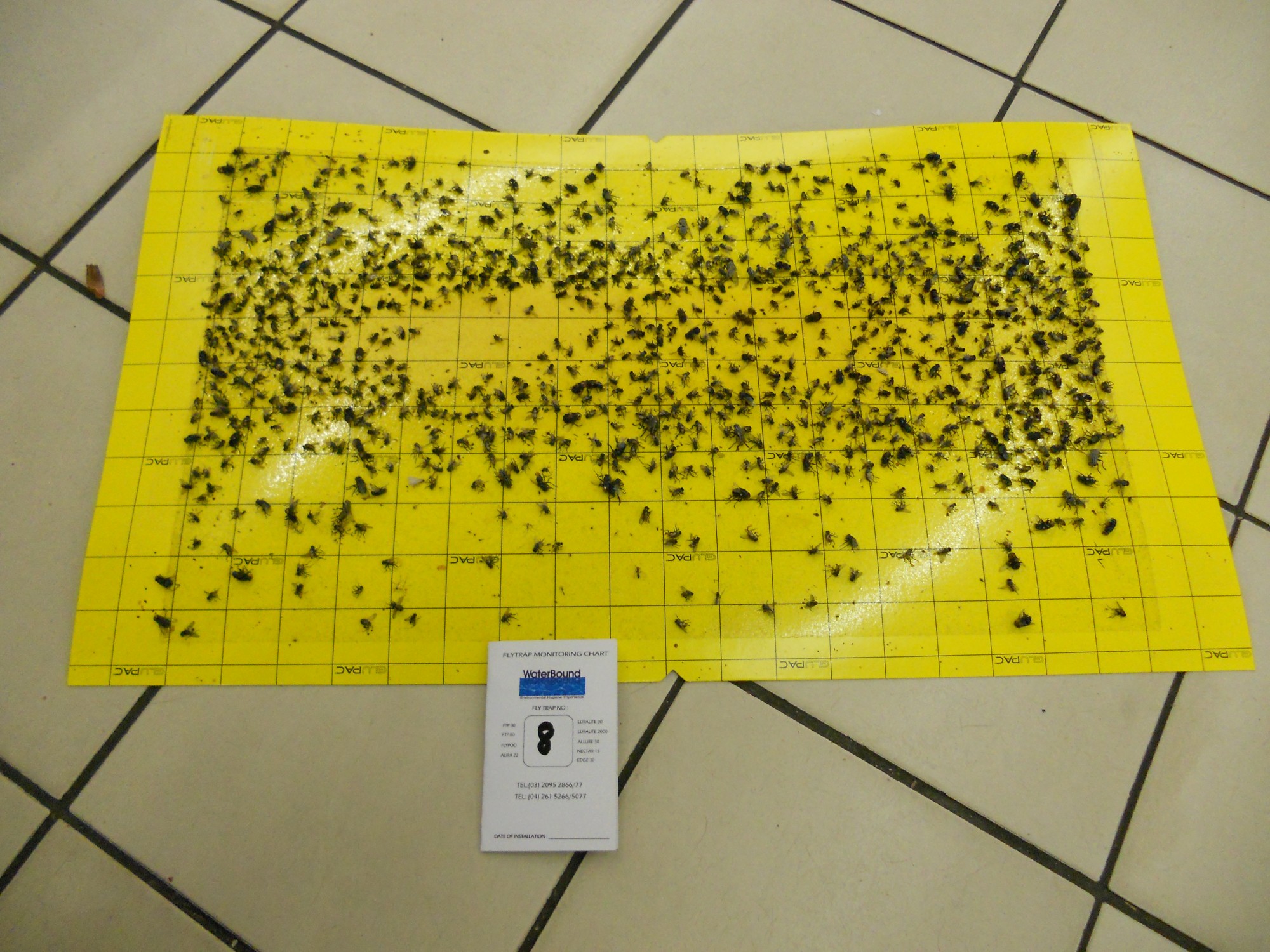 flytrap-80-catchrate-9