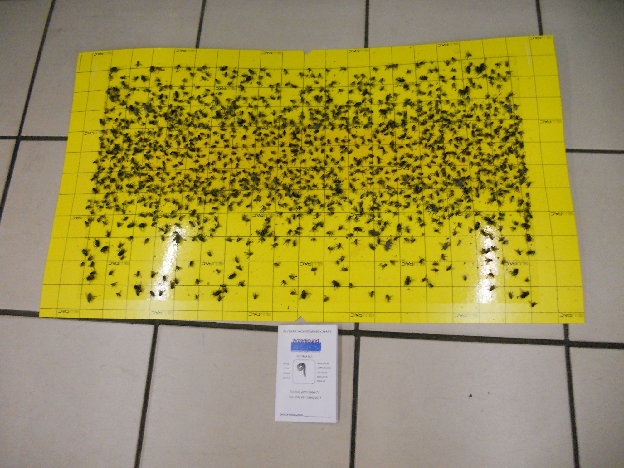 flytrap-80-catchrate-10