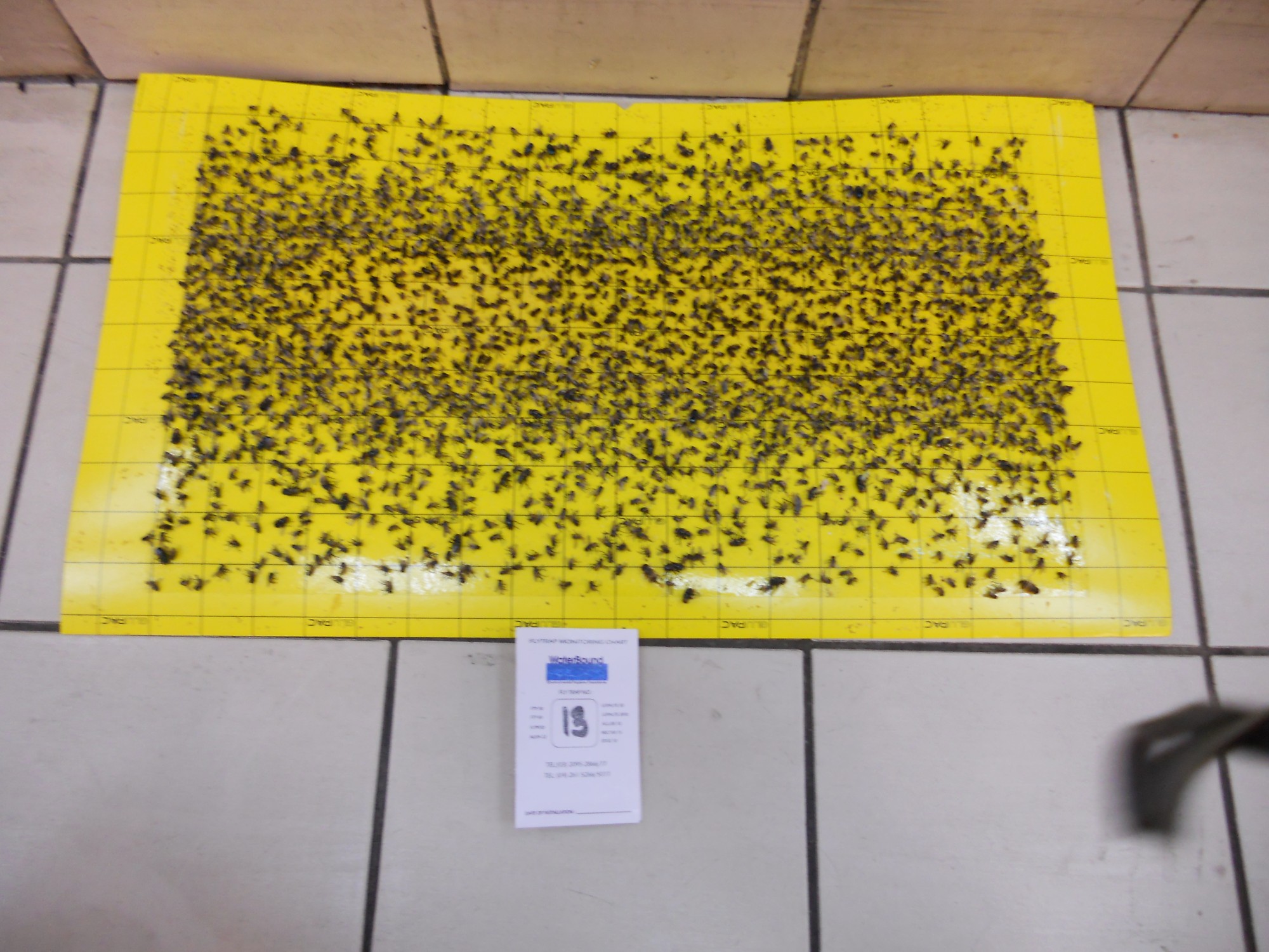 flytrap-80-catchrate-12