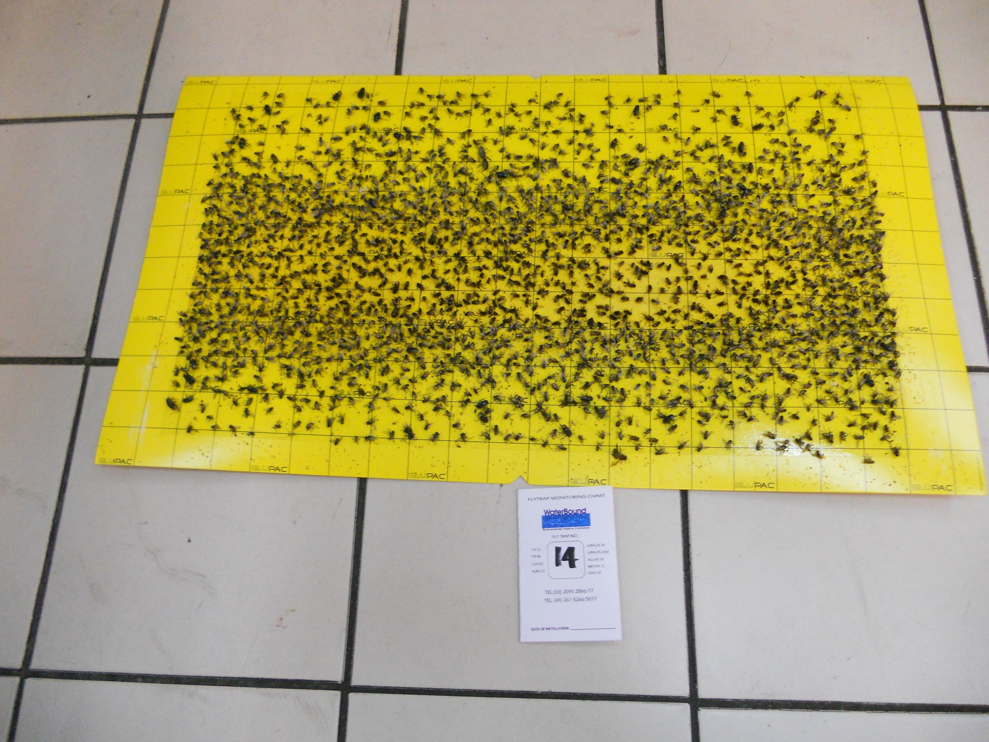 flytrap-80-catchrate-13