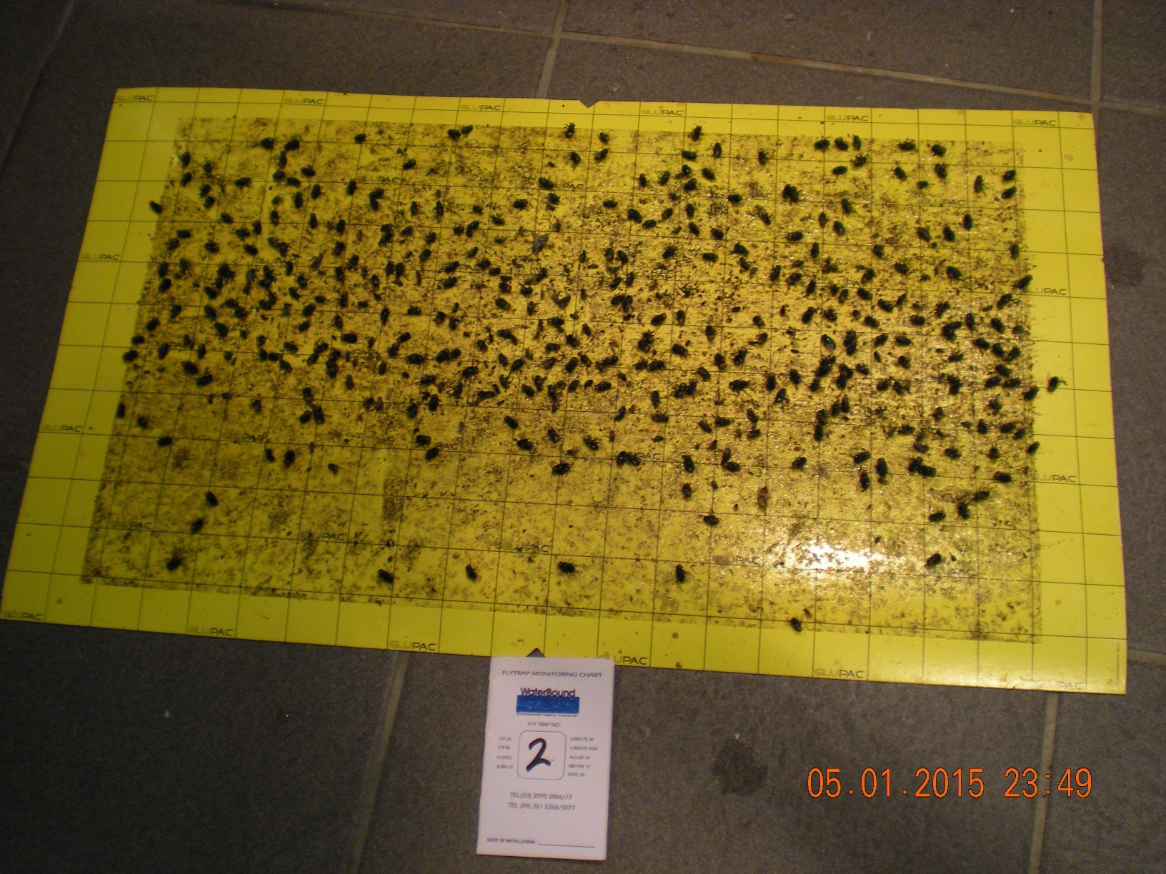 flytrap-80-catchrate-15