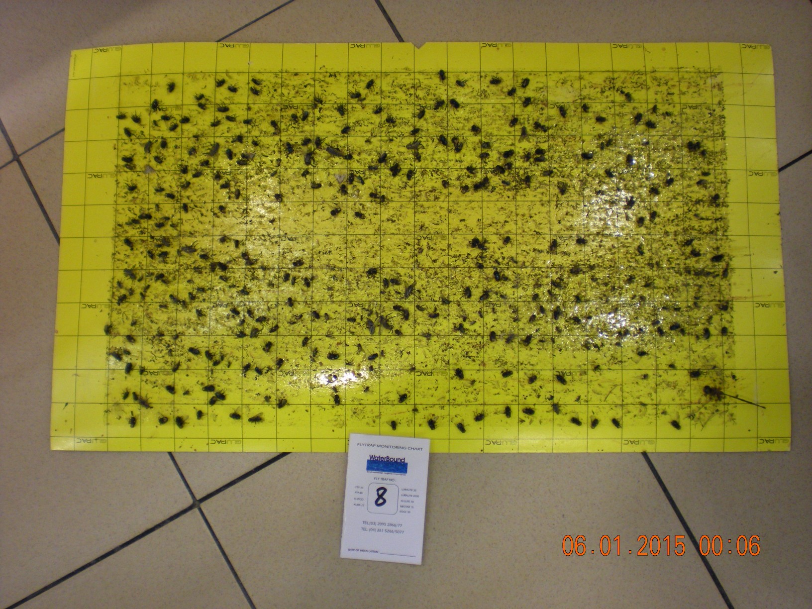 flytrap-80-catchrate-17