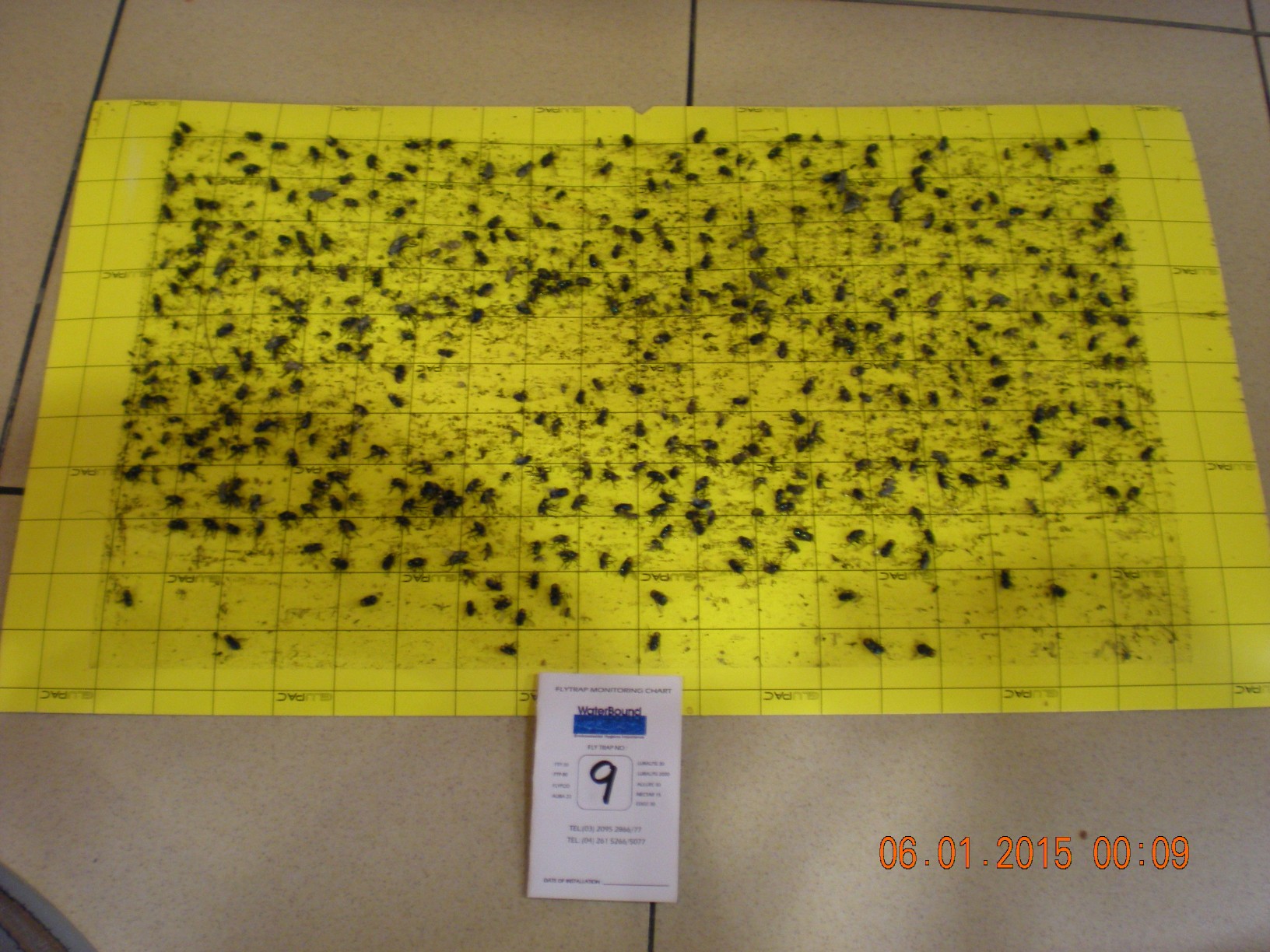 flytrap-80-catchrate-18