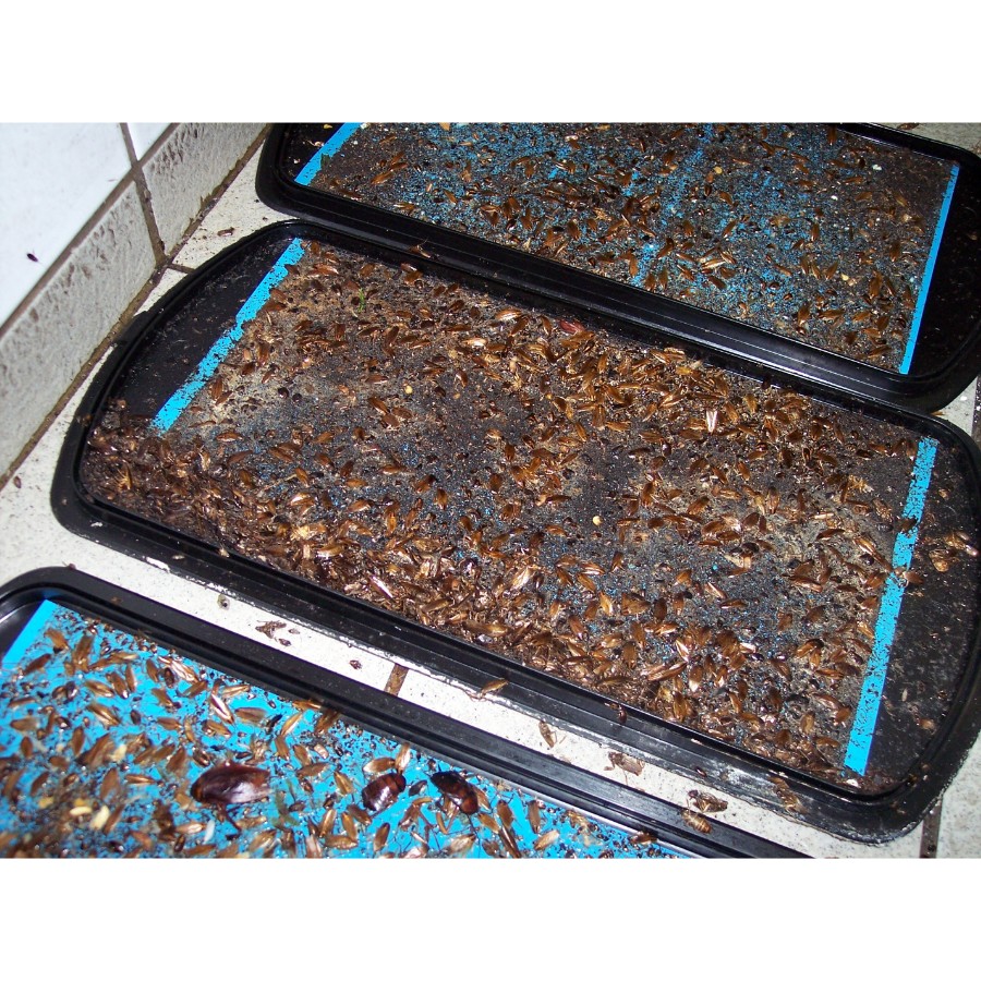 exoroach-performance-7