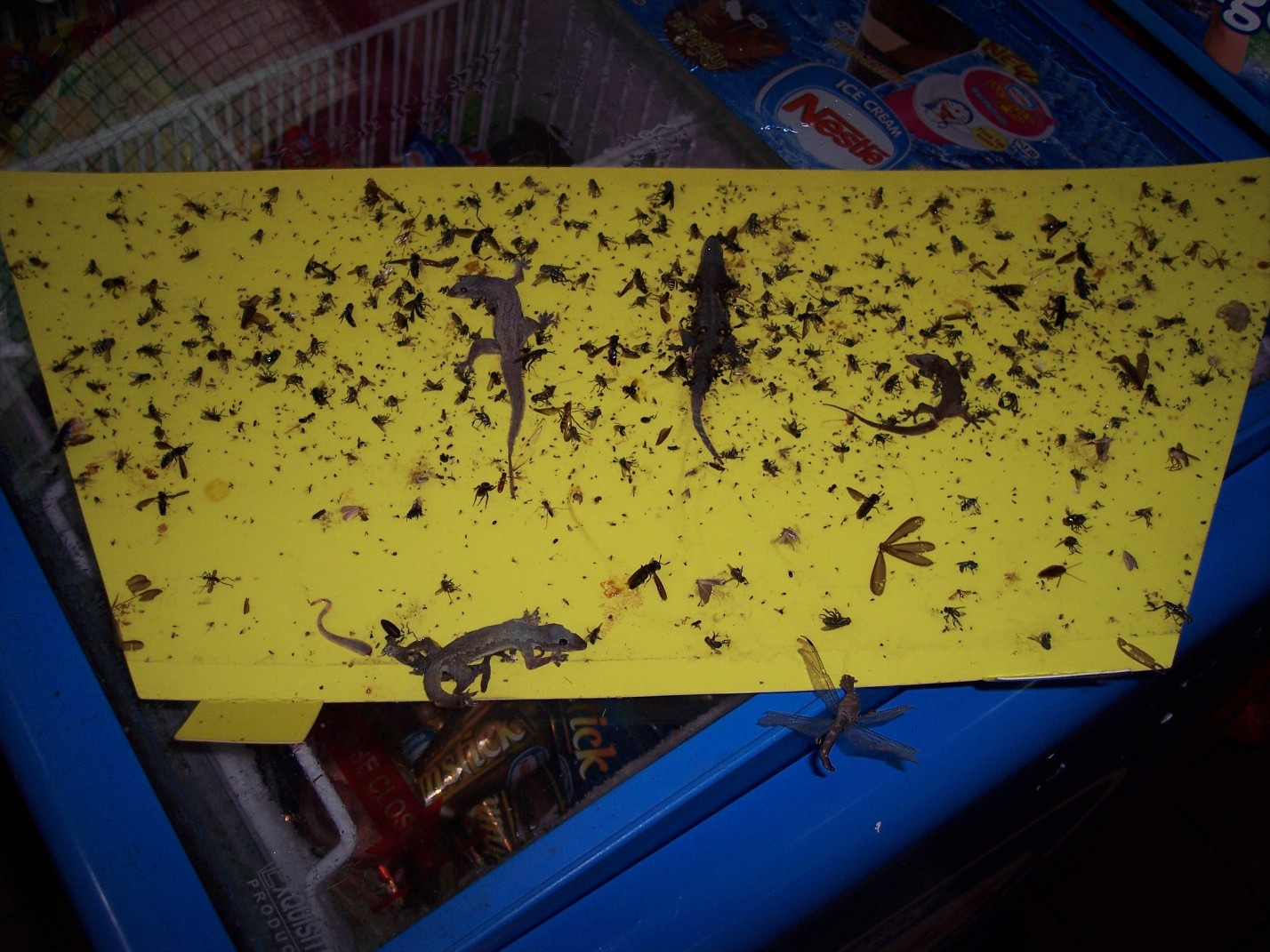 luralite-pro-catchrate-20