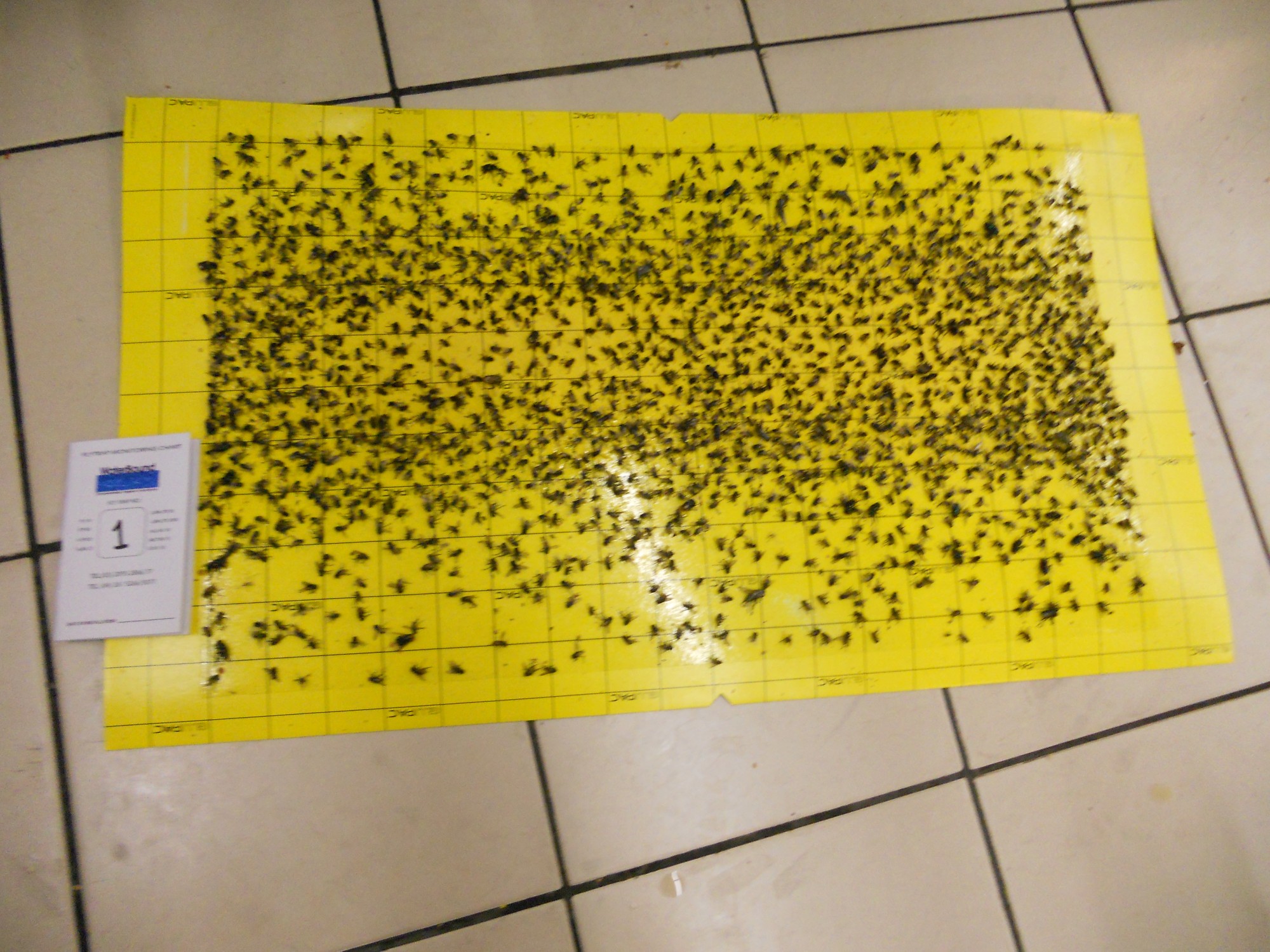 flytrap-80-catchrate-19