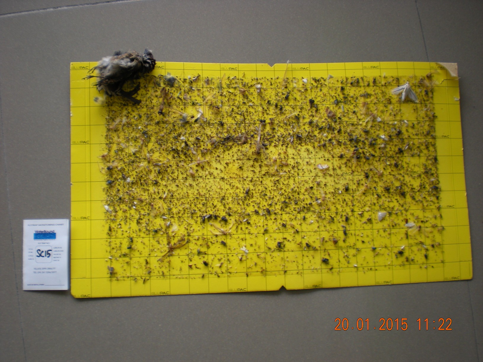 flytrap-80-catchrate-22